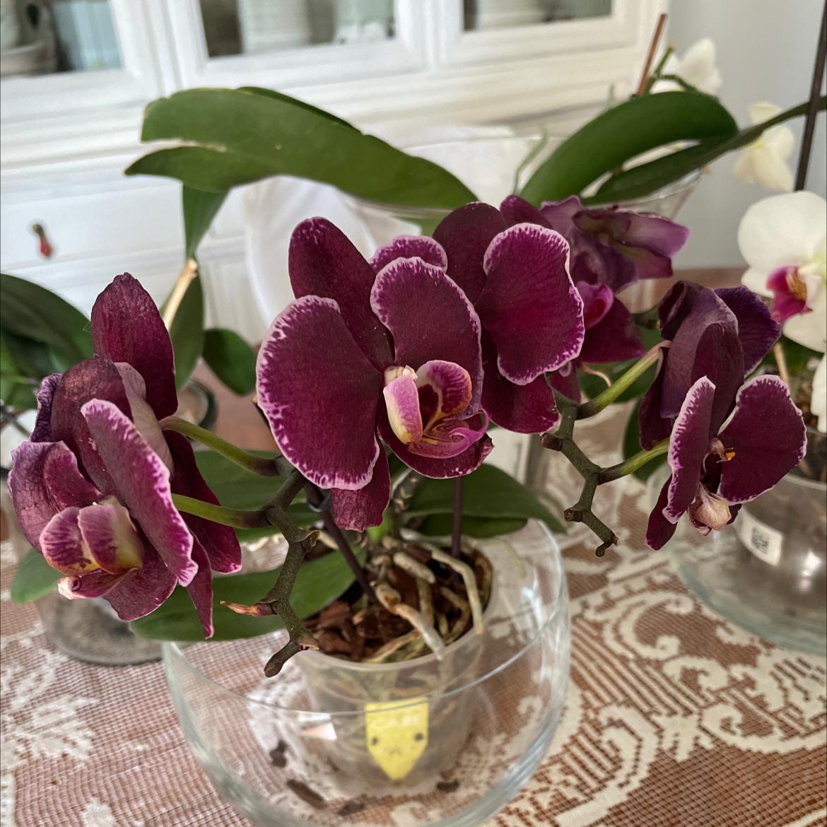 Photo of the plant species Moon Orchid by Tomm named darwin on Greg, the plant care app