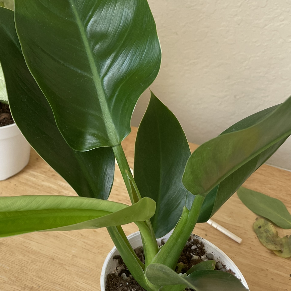 Photo of the plant species Philodendron 'Imperial Green' by @IlyTon named Aristotle on Greg, the plant care app