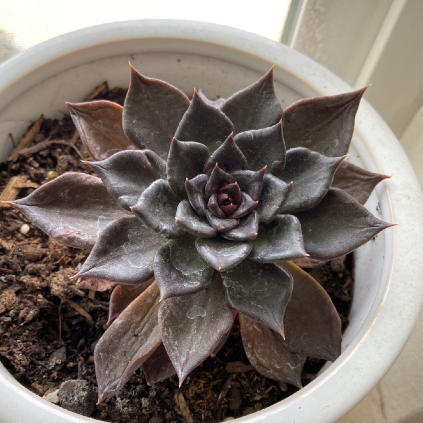 Echeveria 'Black Prince' succulent in a white pot with some leaf discoloration.