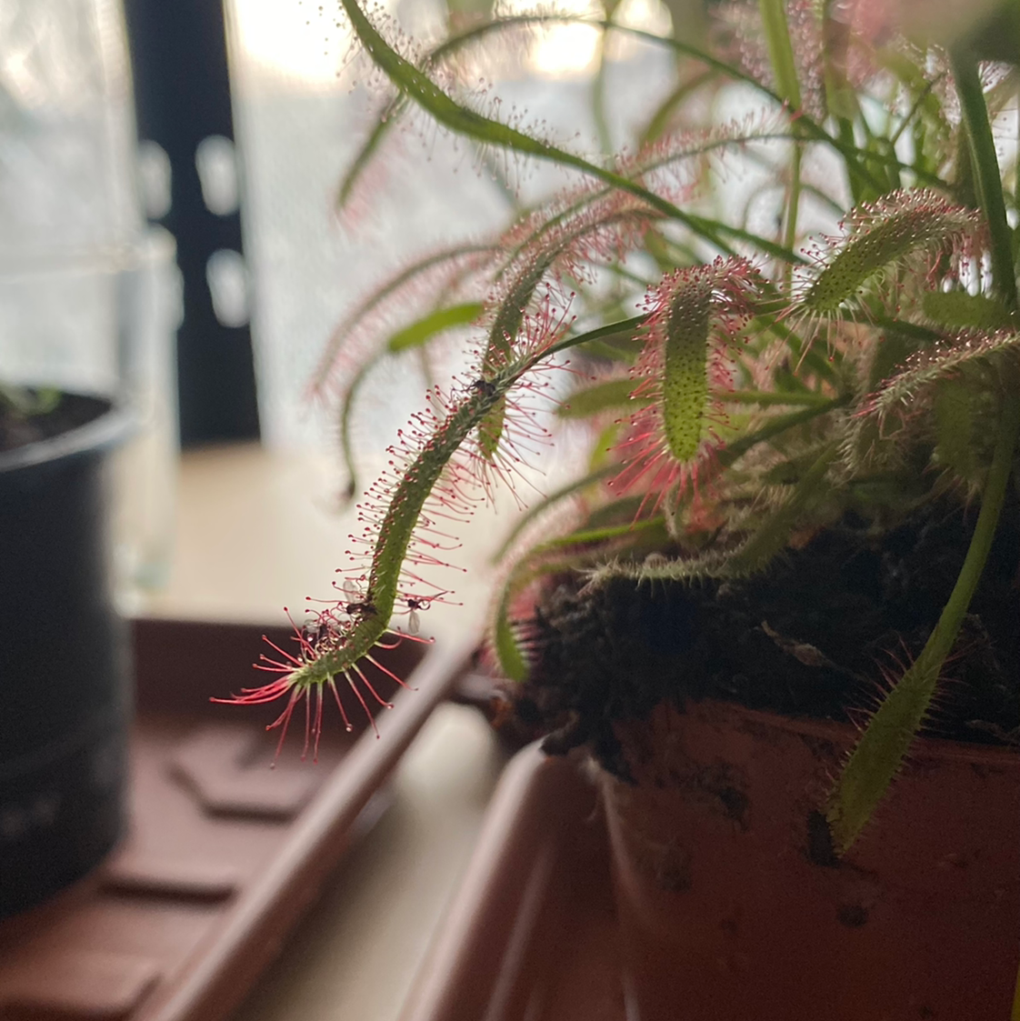 Cape Sundew plant in a pot with vibrant, sticky glandular hairs on its leaves.