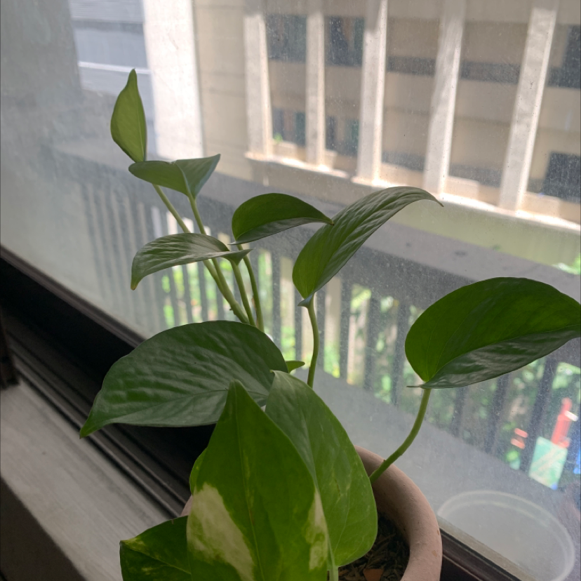 Taro Vine plant photo by @Ysabeltabian named Samantha on Greg, the plant care app.