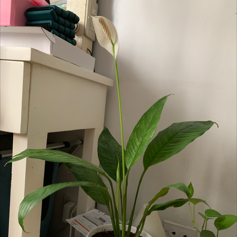 Peace Lily plant photo by @Ysabeltabian named Charlotte on Greg, the plant care app.