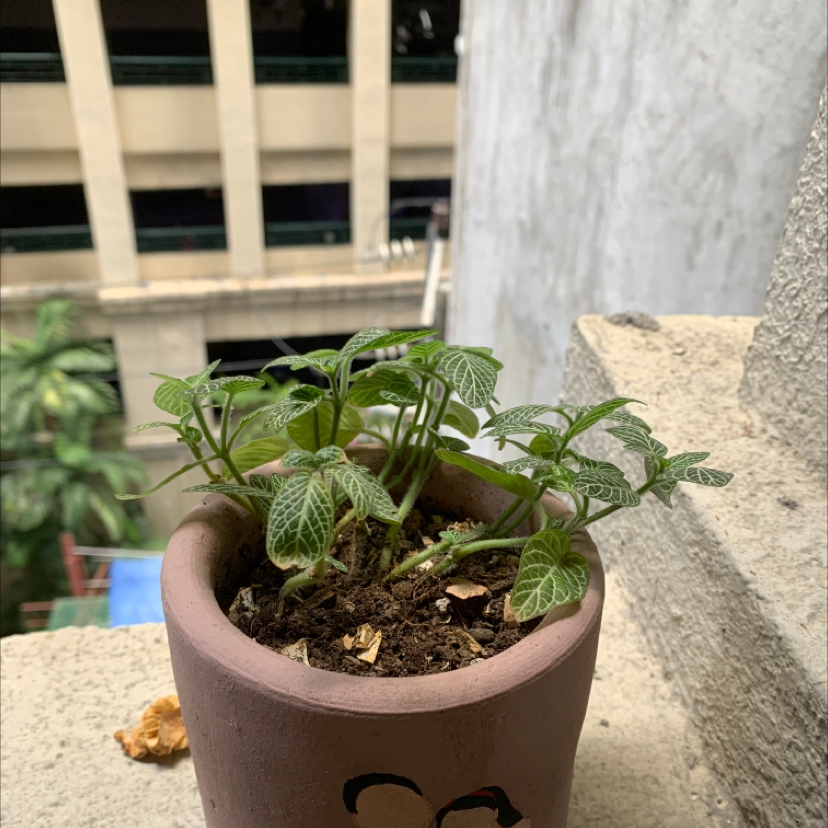 Nerve Plant plant photo by @Ysabeltabian named Carrie on Greg, the plant care app.