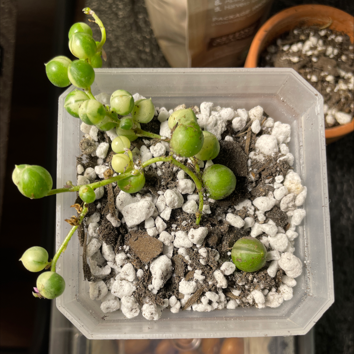 Photo of the plant species Variegated String of Pearls by @lykandna named Pearl on Greg, the plant care app