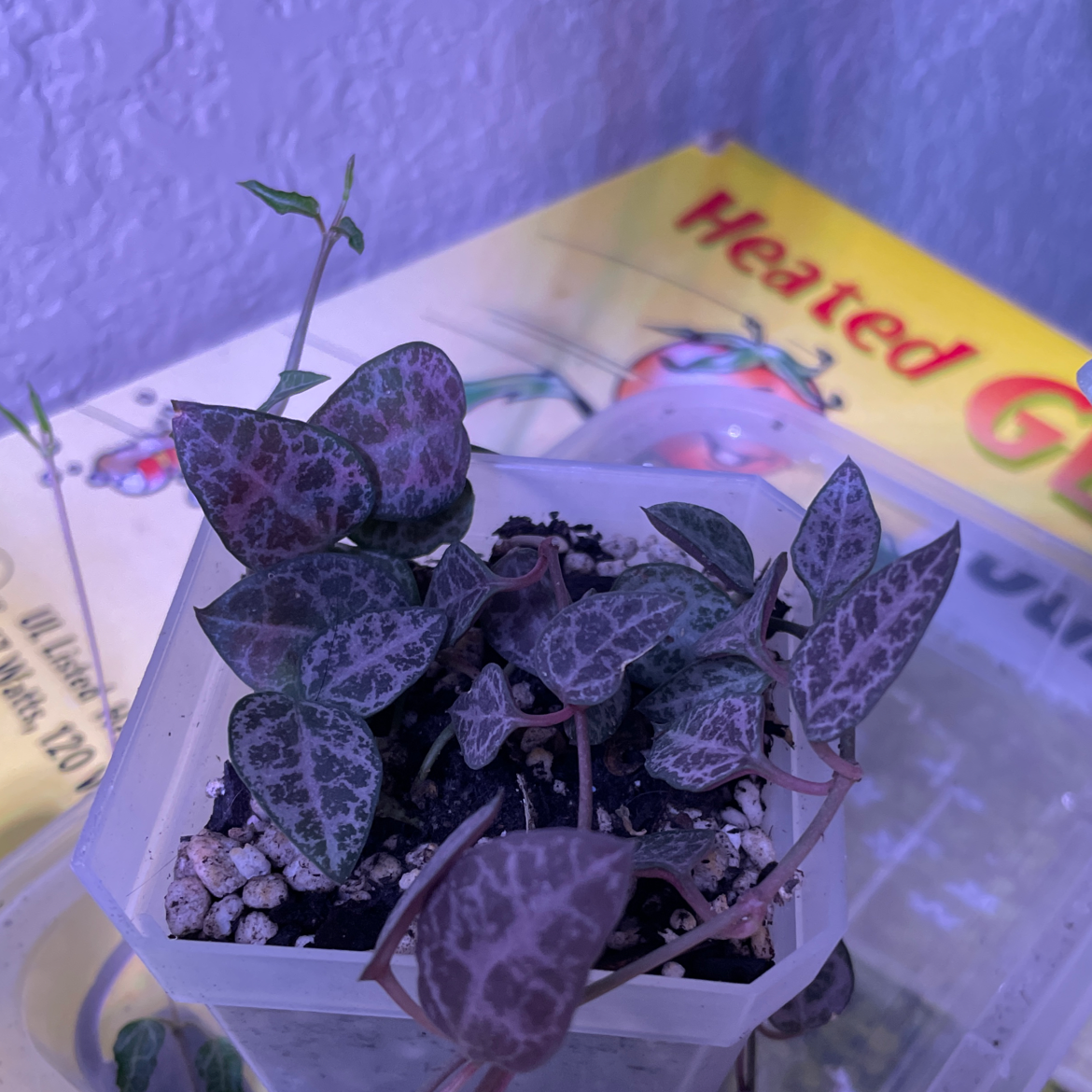 Photo of the plant species String of Spades by @lykandna named Gambit on Greg, the plant care app