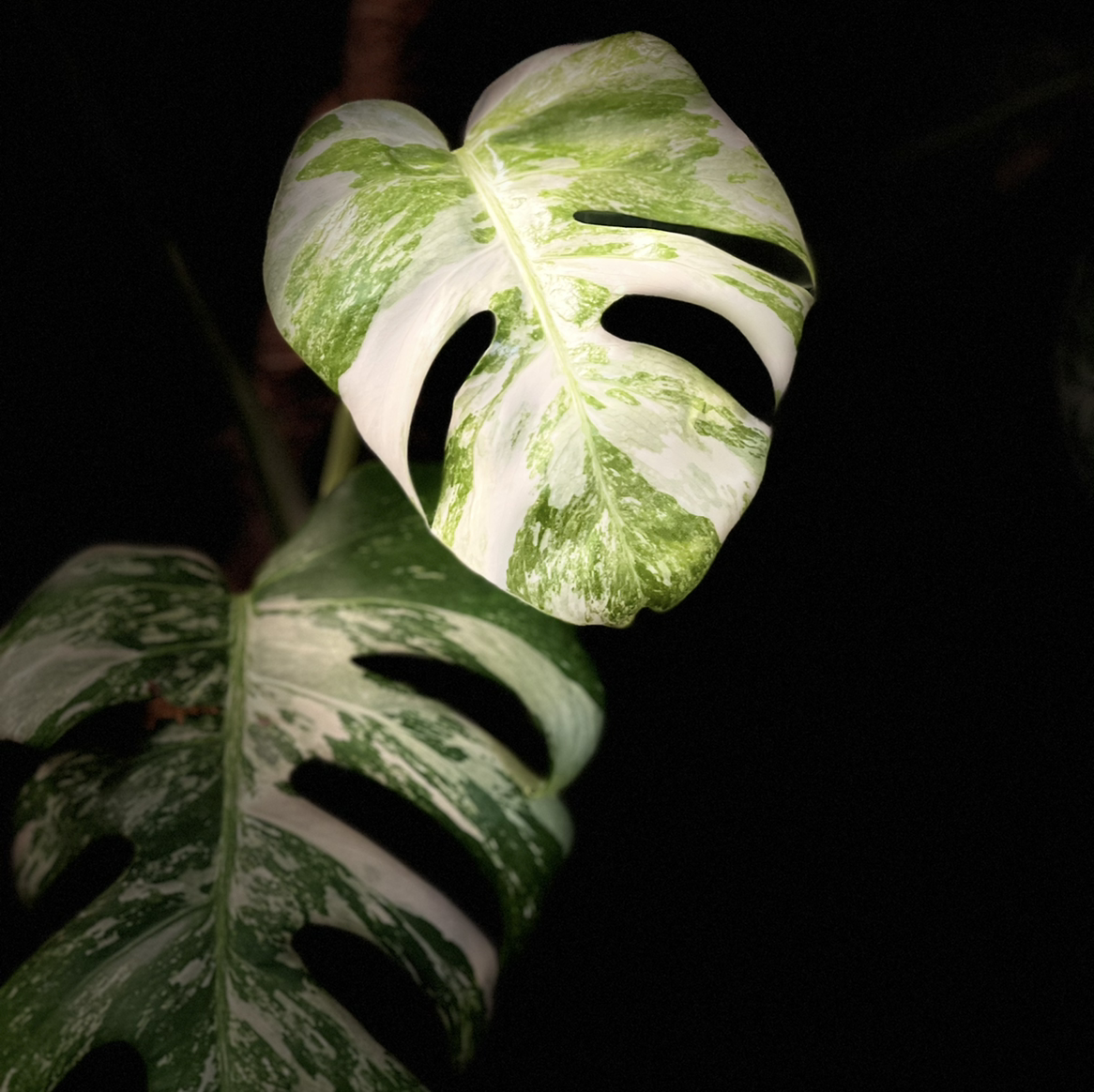 Photo of the plant species Variegated Monstera by @lykandna named Thing 1 on Greg, the plant care app