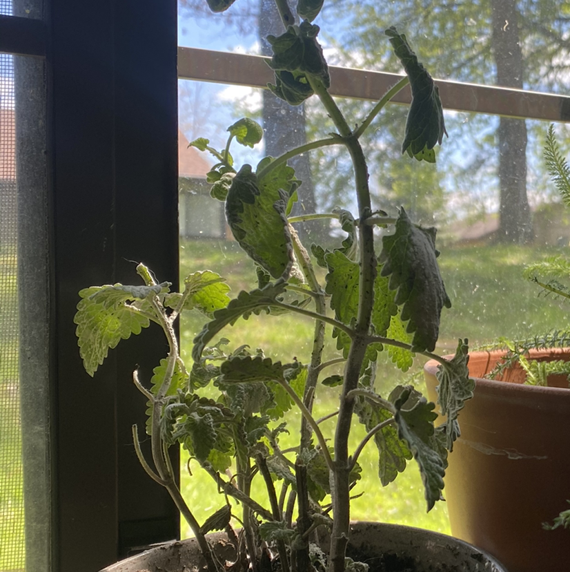 Potted Catnip plant indoors near a window with visible soil and green leaves.
