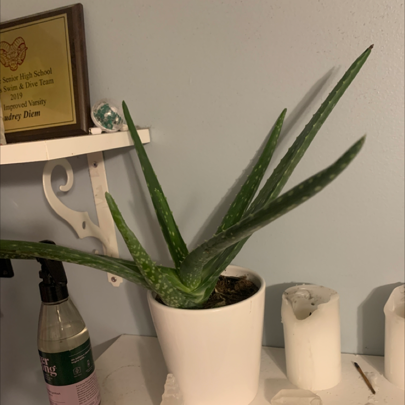 Aloe vera plant photo by @aphroditesvenus named venus on Greg, the plant care app.