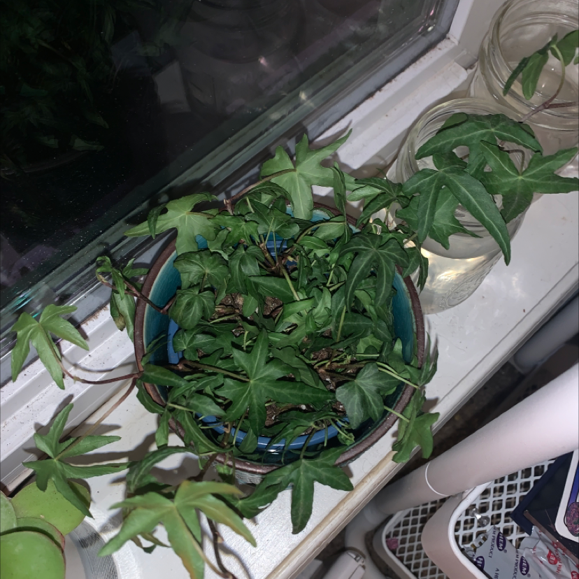 English Ivy plant photo by @aphroditesvenus named pluto on Greg, the plant care app.