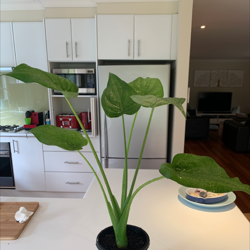 Alocasia 'Sarian' plant with large green leaves on a kitchen counter.