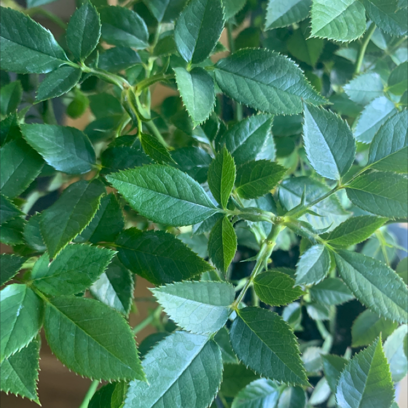Close-up of a Dog Rose plant with healthy green leaves.