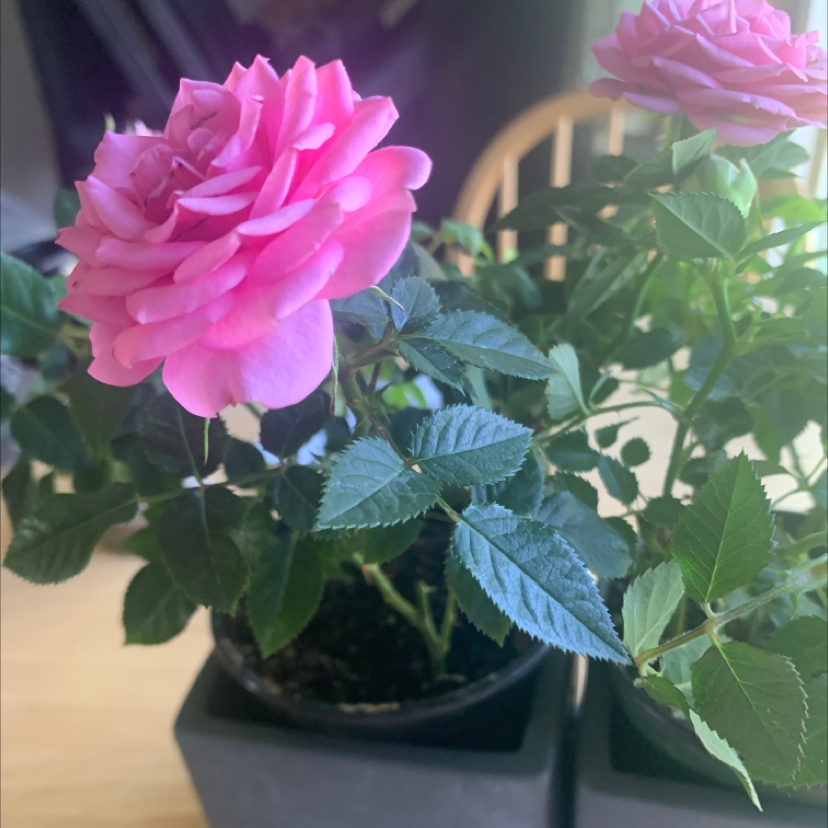 Beach Rose plant with vibrant pink flowers and healthy green leaves in pots.