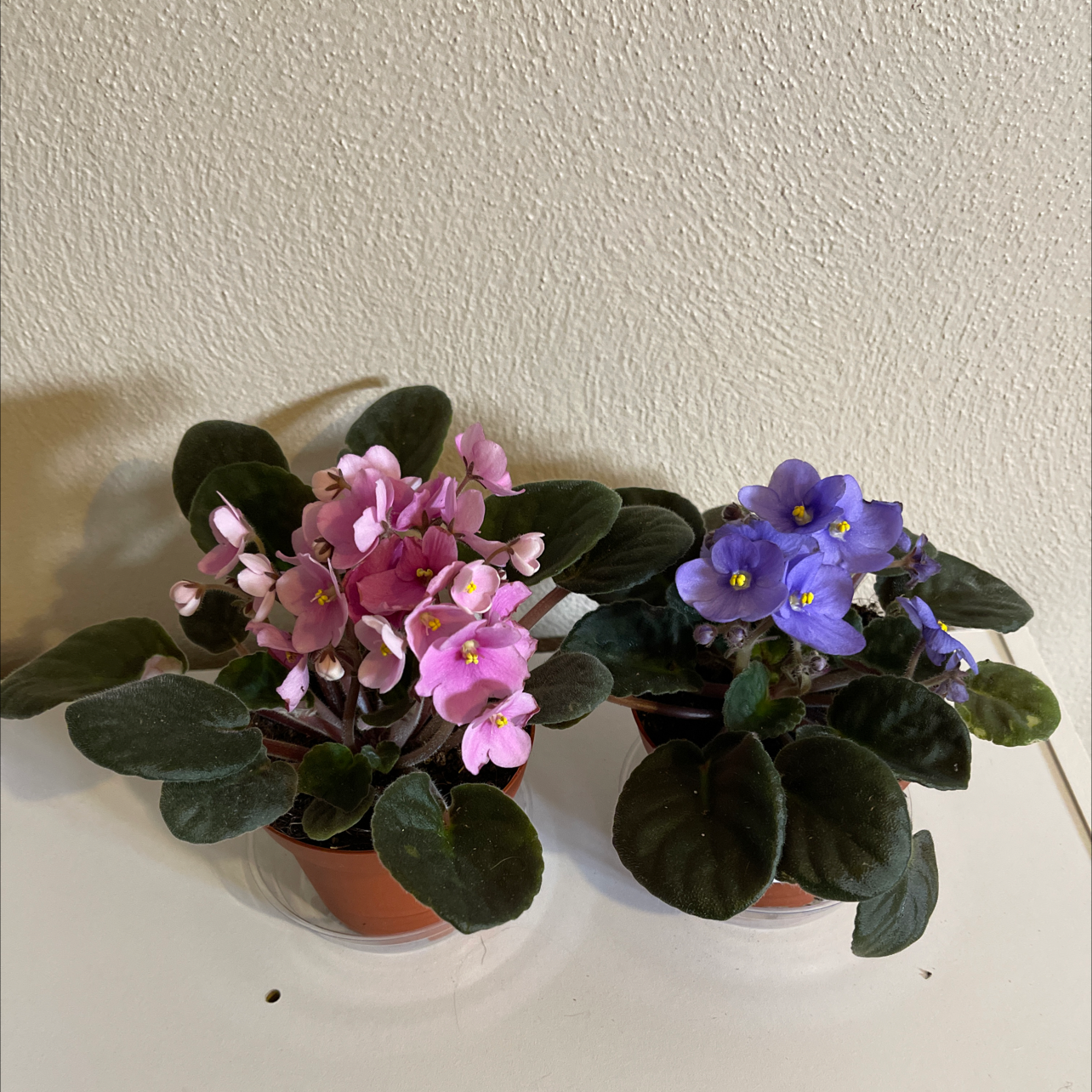 African Violet plant photo by @AGirlAndHerPlants named Liv & Maddie on Greg, the plant care app.