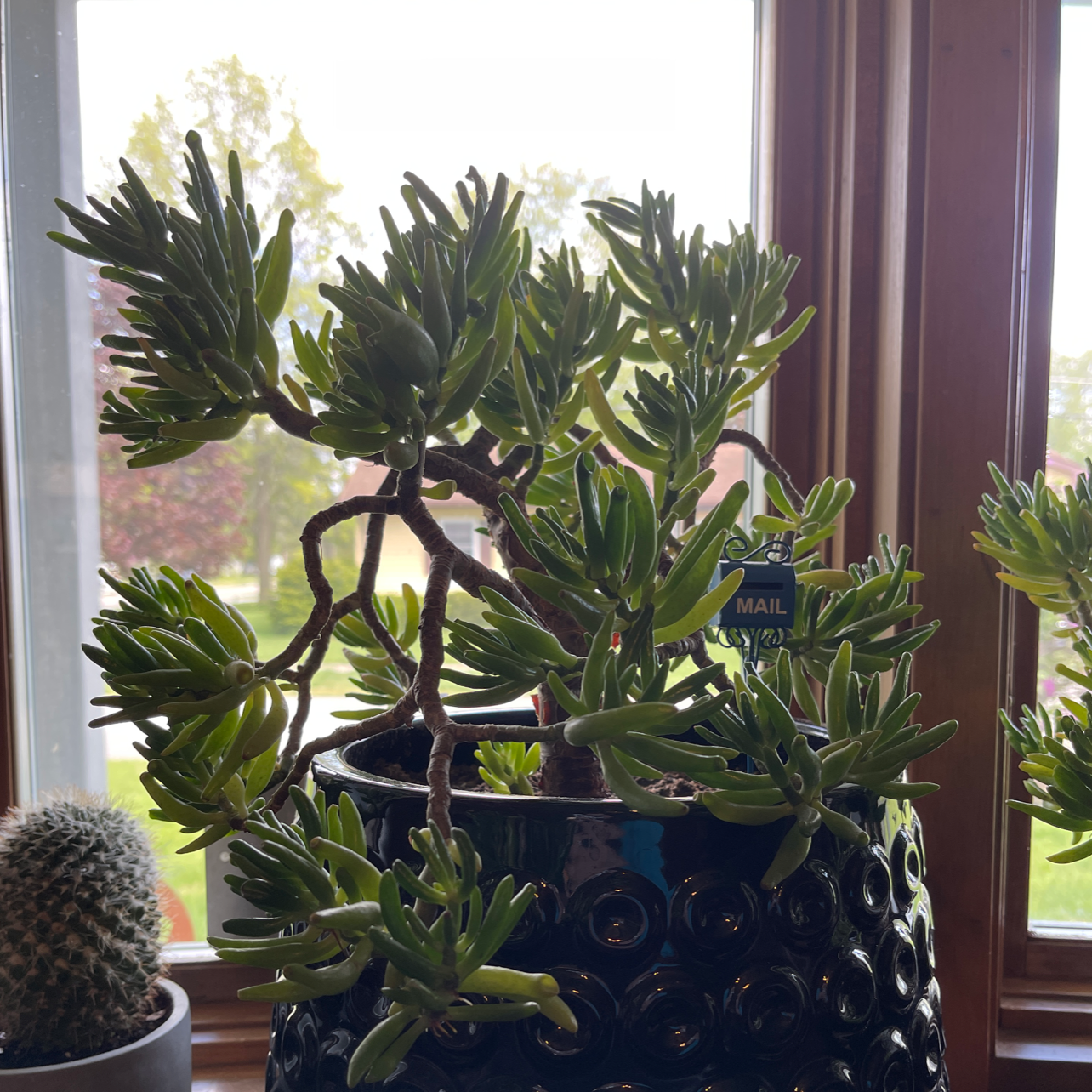 Lucky Plant plant photo by @AGirlAndHerPlants named Moo on Greg, the plant care app.