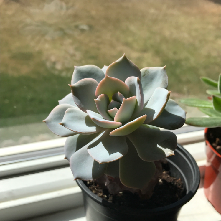 Photo of the plant species Echeveria 'Summer' by Angel named Gerald on Greg, the plant care app