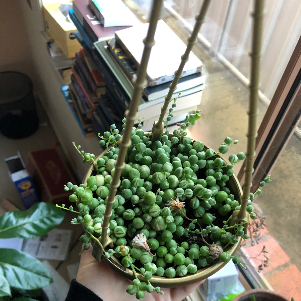 Variegated String of Pearls plant in a pot, held by a hand, with vibrant green leaves.