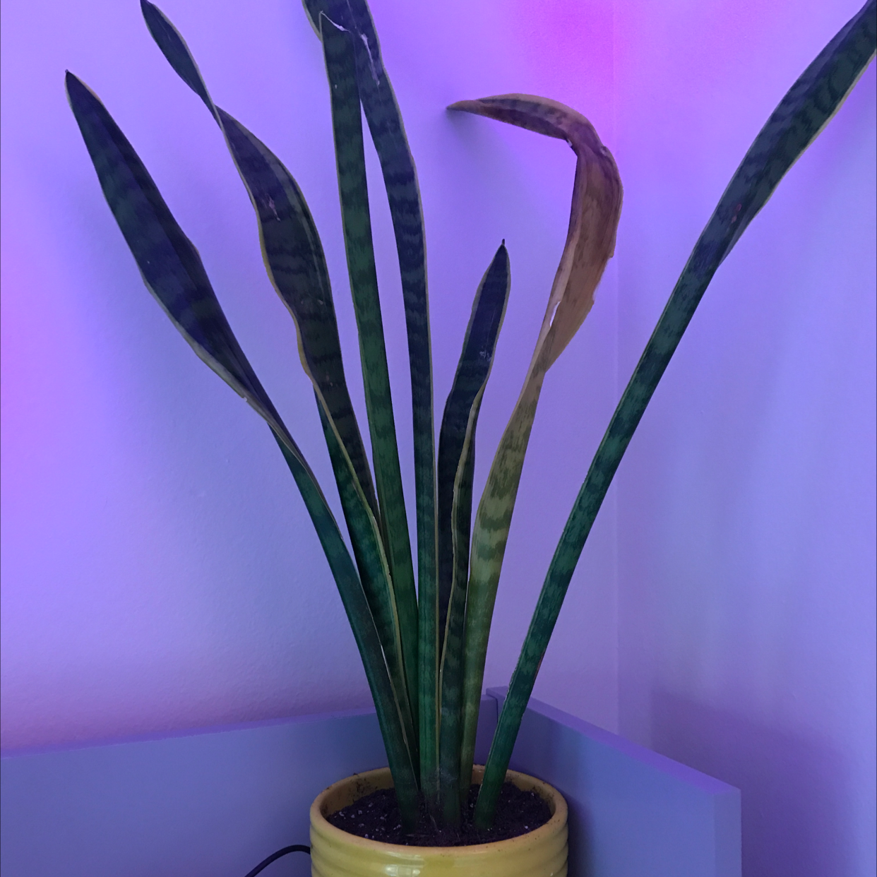 Snake Plant plant photo by @Brettpain named Bella on Greg, the plant care app.