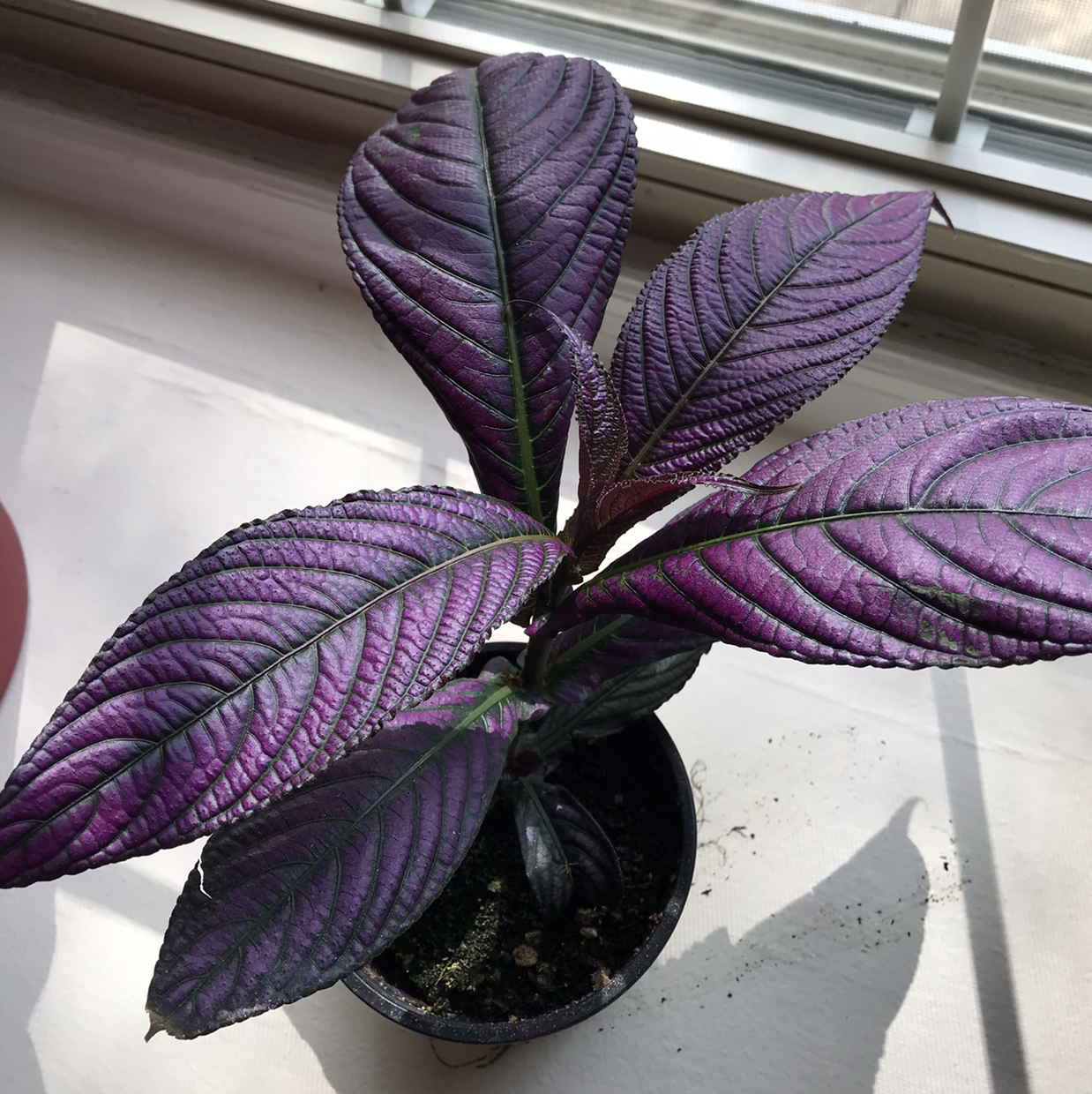 Persian Shield plant with vibrant purple leaves in a pot, well-framed and in focus.