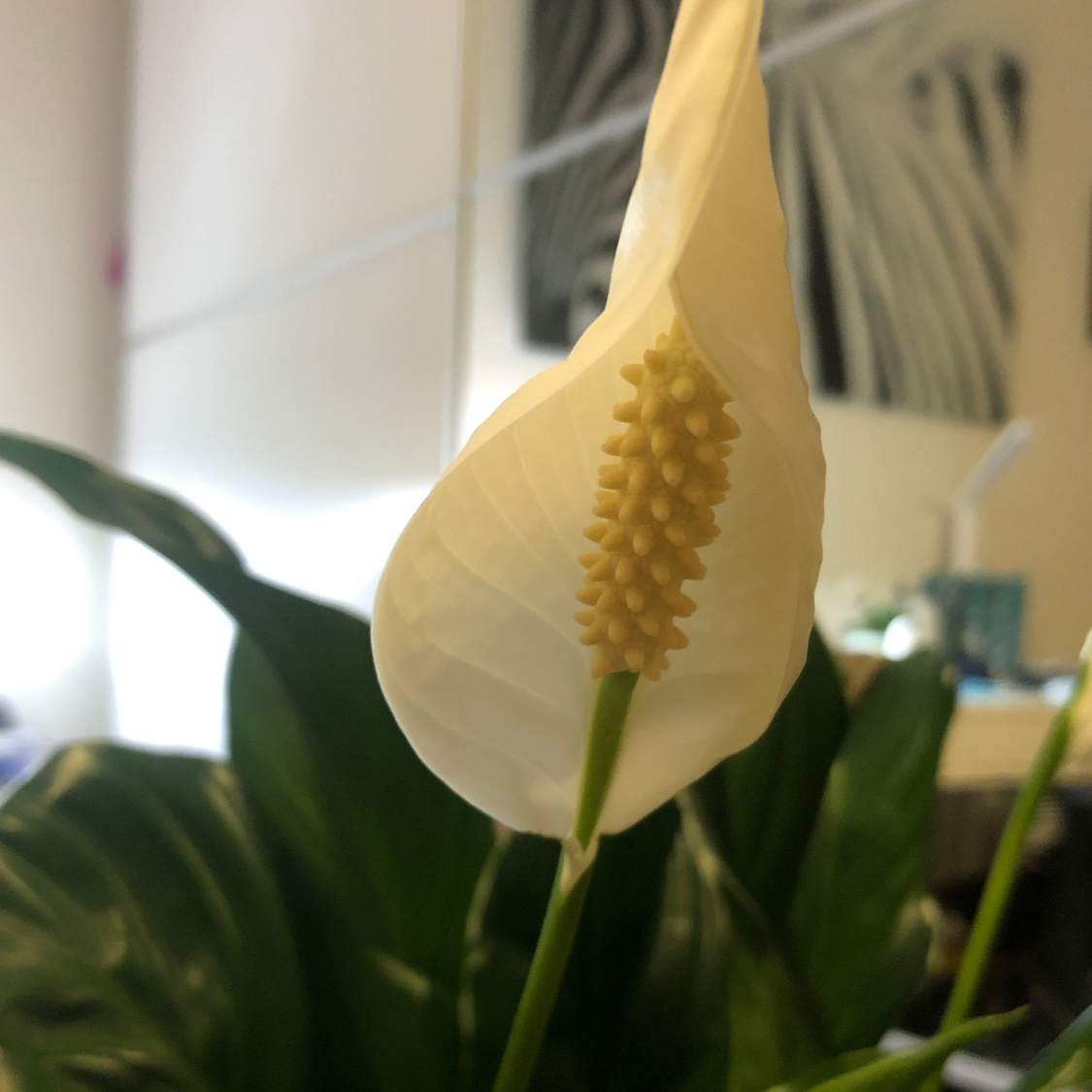 Peace Lily plant photo by Karina named Peggy on Greg, the plant care app.