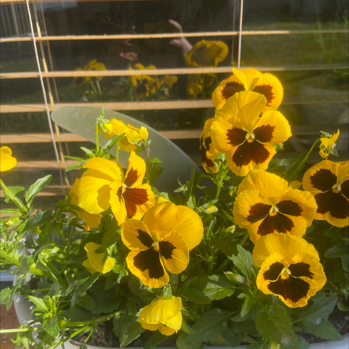 Wild Pansy plant with vibrant yellow flowers and dark centers, appearing healthy.