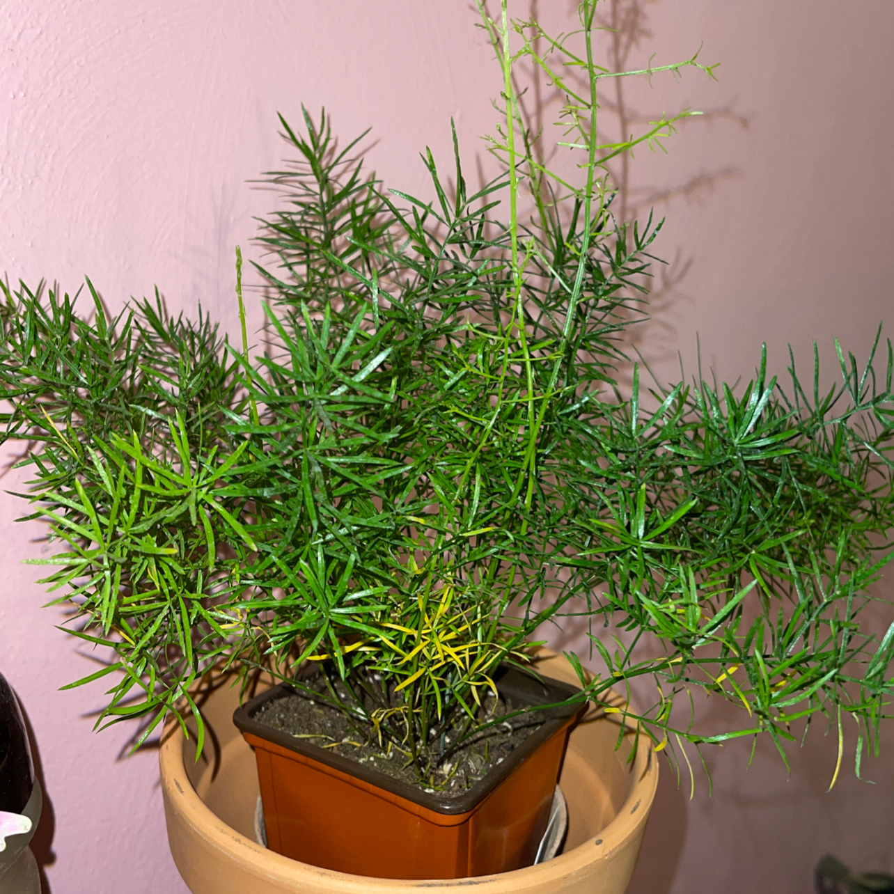 Sprenger's Asparagus plant in a pot with some yellowing leaves and visible soil.