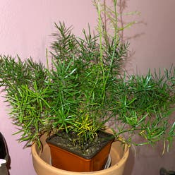 Sprenger's Asparagus plant