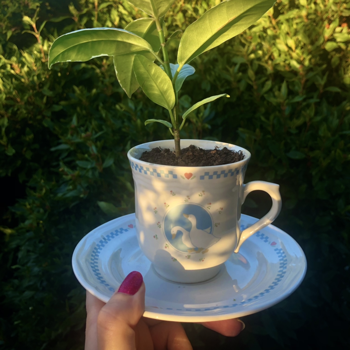 Photo of the plant species Ficus Elastica Decora by @mcicchelli named Mr Quackles on Greg, the plant care app