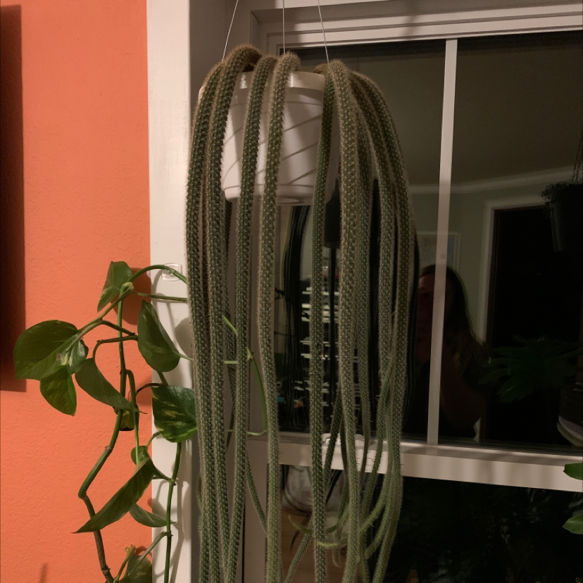 Hanging Rat Tail Cactus with long, trailing stems near a window. Another plant is visible in the background.