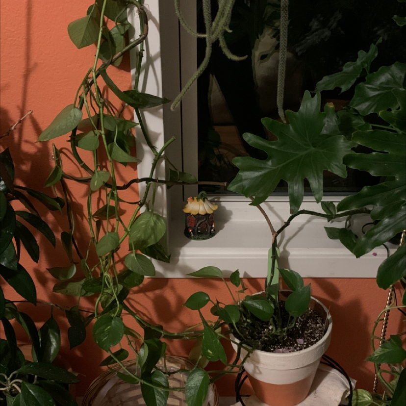 Taro Vine plant photo by Victoria named BIG POTHOS on Greg, the plant care app.