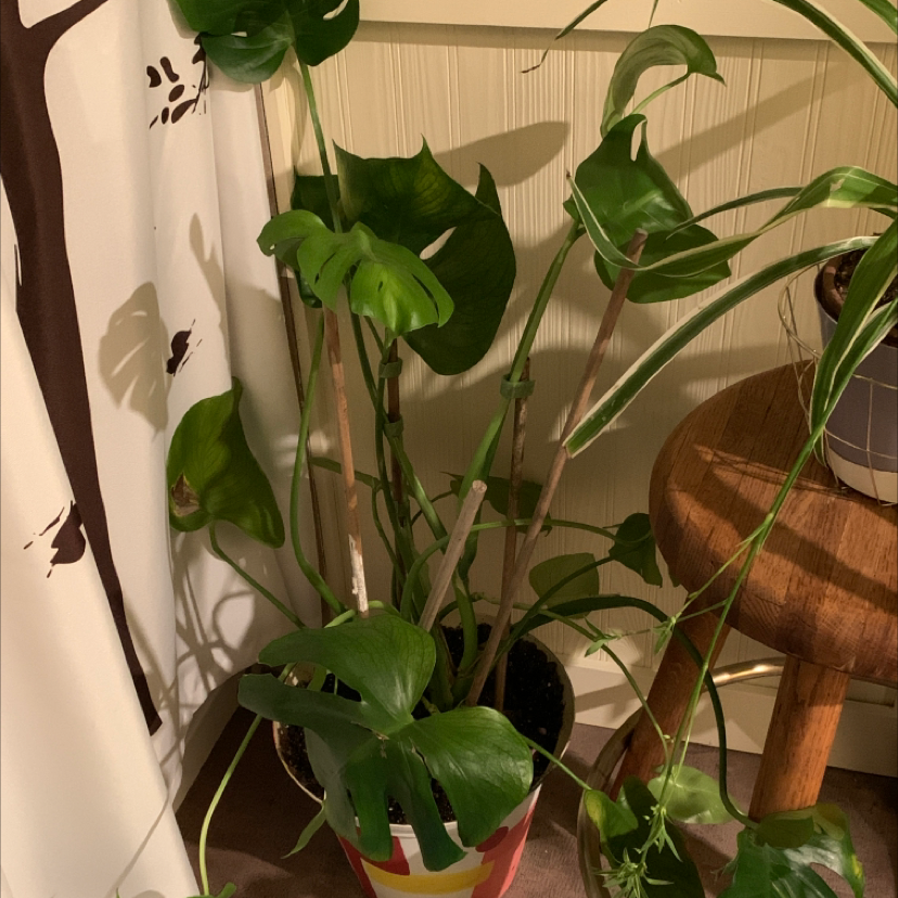 Monstera plant photo by Victoria named MONSTER on Greg, the plant care app.
