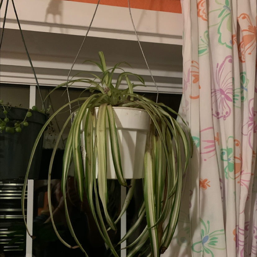 Spider Plant plant photo by Victoria named DYING MOM on Greg, the plant care app.