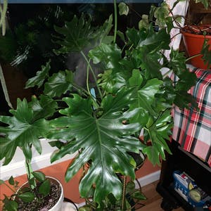 Split Leaf Philodendron plant photo by Victoria named BIG RIPPLE on Greg, the plant care app.