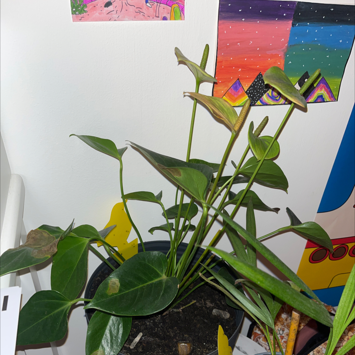 Photo of the plant species Flamingo Flower by @caitlinsmithers1 named Epione💗 on Greg, the plant care app