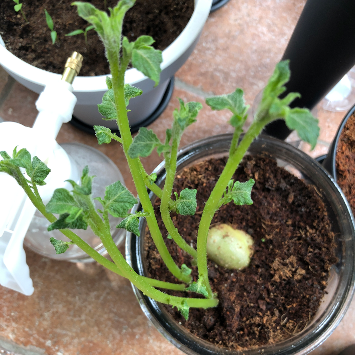 Healthy potato plant with green stems and leaves growing in a pot.