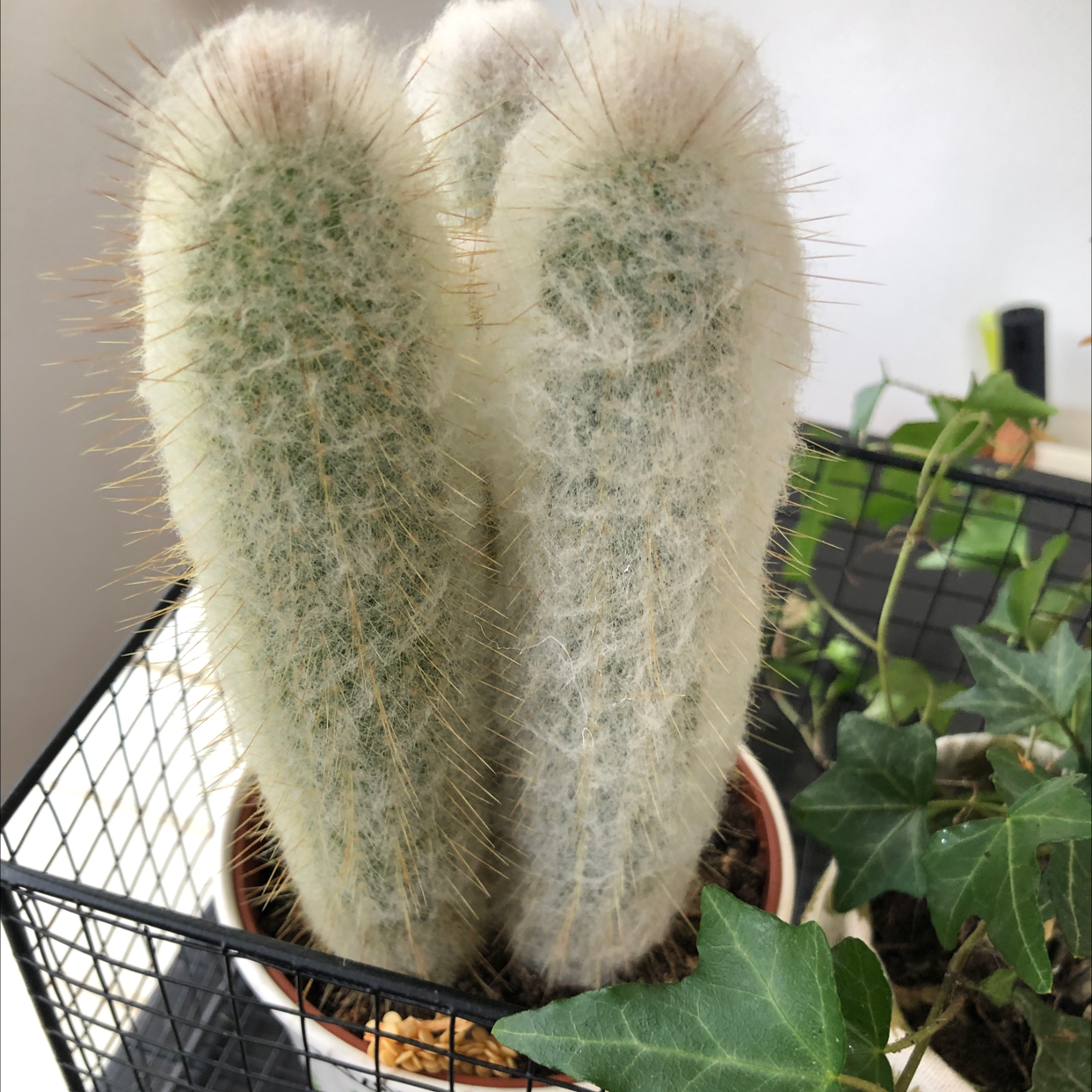 Rattail Nipple Cactus with white spines in a pot, another plant in the background.