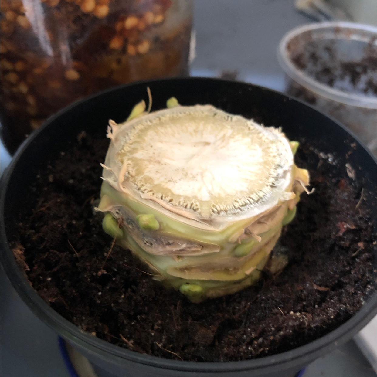 A healthy, densely packed head of garden lettuce growing in a black plastic pot filled with dark soil.