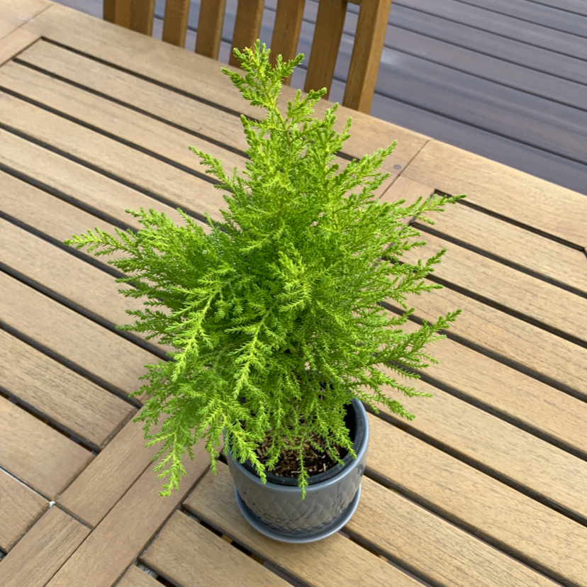 Photo of the plant species Hesperocyparis Macrocarpa by Katherine named Plato on Greg, the plant care app