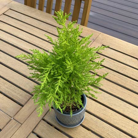 Photo of the plant species Cupressus macrocarpa by Katherine named Plato on Greg, the plant care app