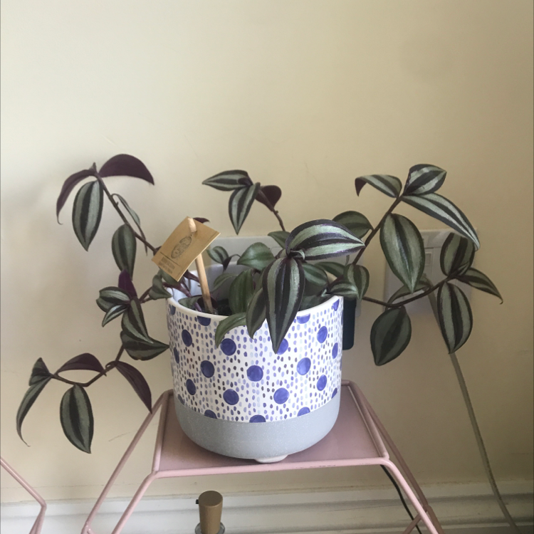 Spiderwort plant photo by @Eloisemason named Eden on Greg, the plant care app.