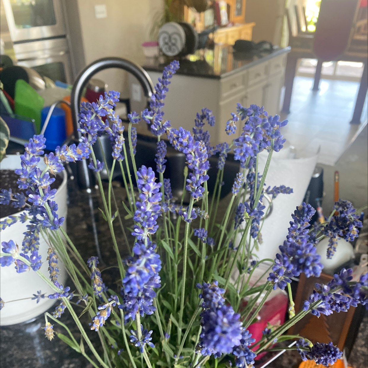A healthy English Lavender plant with vibrant purple flowers in a well-lit indoor setting.