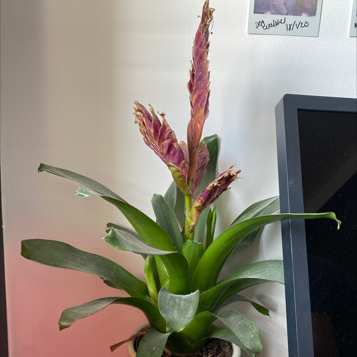 Photo of the plant species Vriesea Carinata by @Tyhan7 named Vlad on Greg, the plant care app