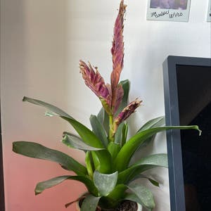Flaming Sword plant photo by Tyhan7 named Vlad on Greg, the plant care app.