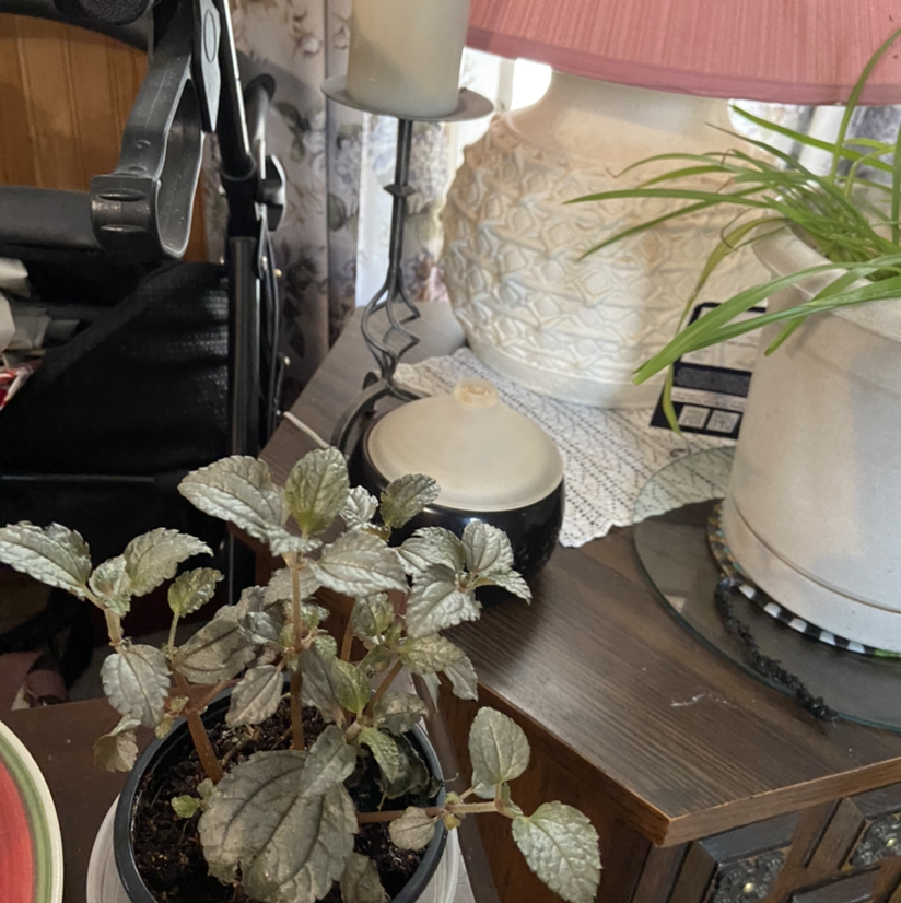 Aluminum Plant (Pilea cadierei) in a pot on a table, surrounded by household items.