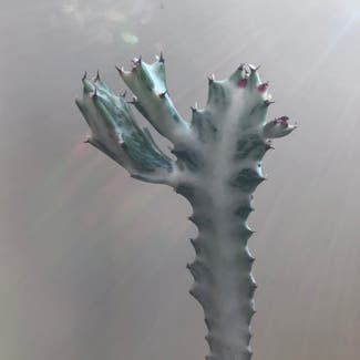 Candelabra Cactus plant in Somewhere on Earth