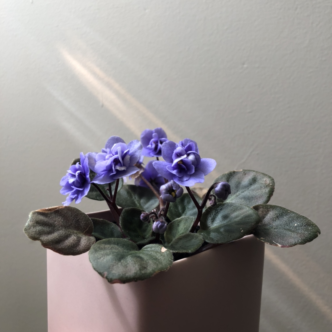 Photo of the plant species African Violet by @_bttrlvng named Violet on Greg, the plant care app