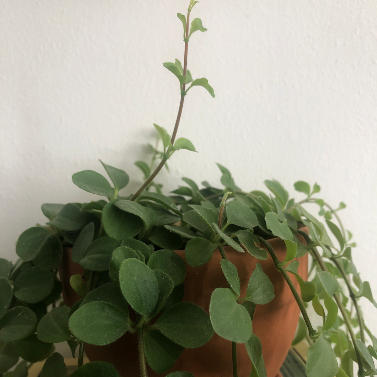 Beetle Peperomia plant in a terracotta pot with healthy green leaves.