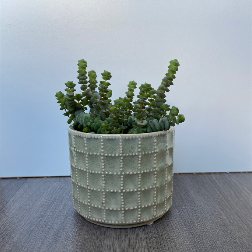 Potted Jade Necklace plant with healthy green leaves in a decorative pot.