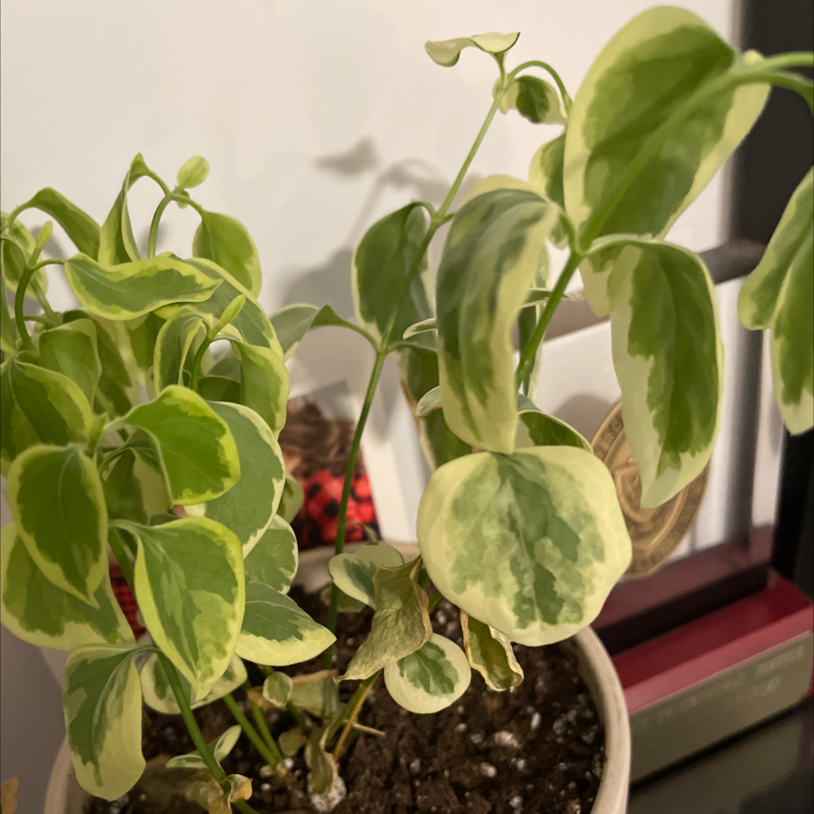 Photo of the plant species Variegated Ficus sagittata by Victoria named Drake on Greg, the plant care app