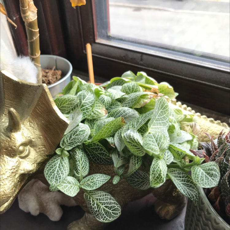 White Anne Nerve Plant with green leaves and white veins on a decorative object near a window.