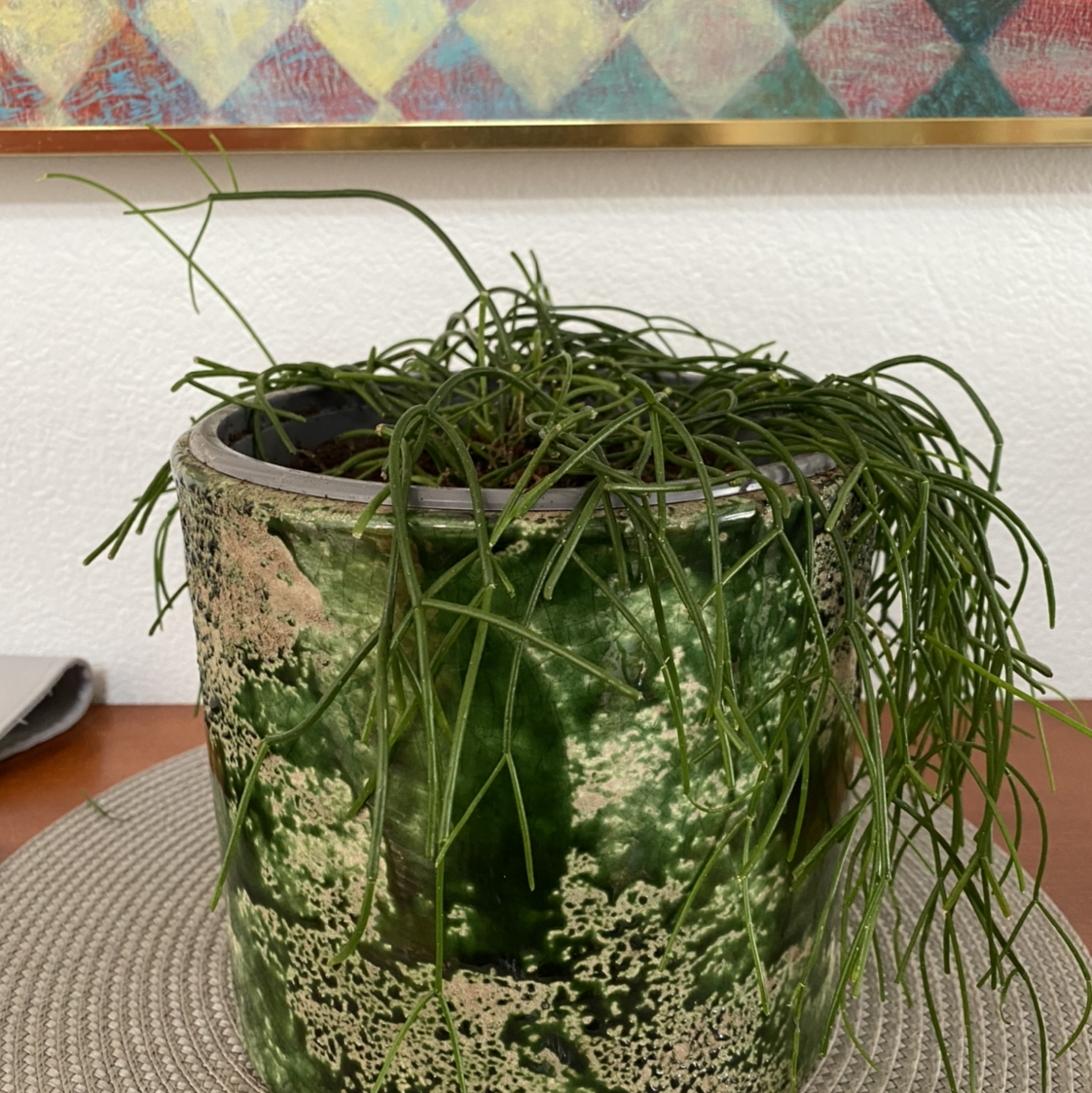 Mistletoe Cactus in a decorative pot on a textured mat with a colorful painting in the background.